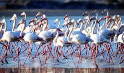 Bodrum Tuzla Kuş Cenneti: Doğanın Sessiz Hazinesi