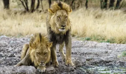 Vahşi Doğanın Efendileri: Dünyanın En Tehlikeli 10 Yırtıcı Hayvanı