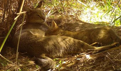 Nesli tehlike altındaki saz kedisi yavrularıyla görüntülendi