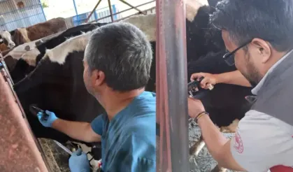Hastalıktan ari işletme için tüberkülin testi uygulandı