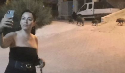 Turistik Güllük’te Yeni Trend: Domuzlarla Fotoğraf Çekilmek
