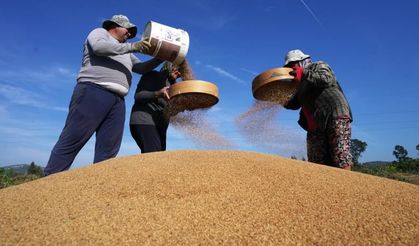 Altın susamda ‘Deli Mehmet' bereketi