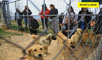 Dalaman Belediyesinden Hayvan Barınağı Yapımı İhalesi