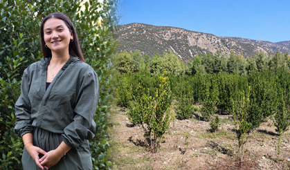Bir elinde işletme diploması, bir yanında defne tarlası