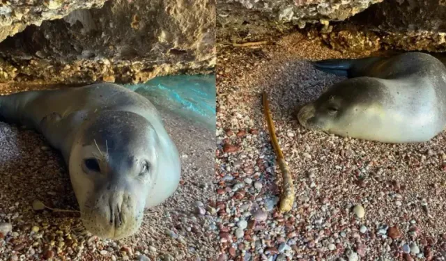 Datça'da karaya çıkan Akdeniz foku, koruma altına alındı