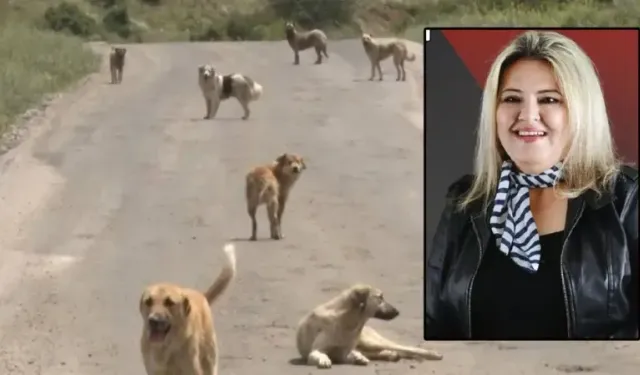 Ortaca'da Kayıtsız Köpeklere Ceza Uyarısı: 120 Bin TL’ye Kadar!