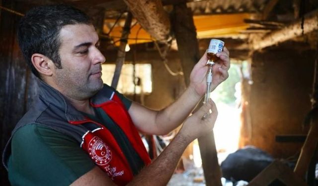 Muğla’da Şap Hastalığına Karşı Seferberlik: Aşılama Tüm Hızıyla Sürüyor
