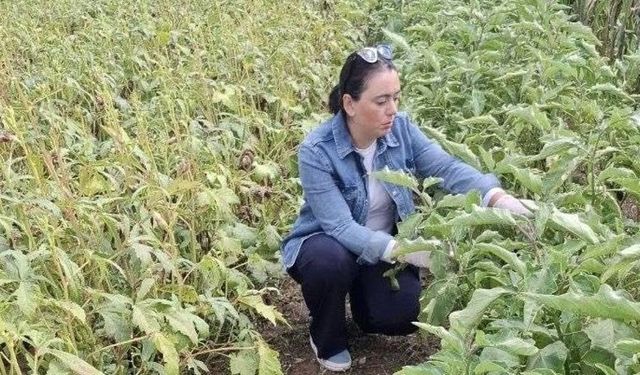 Menteşe’de Sağlıklı Ürün İçin Laboratuvar Destekli Denetim