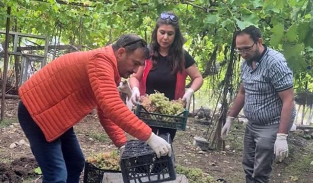 Seydikemer'de bazı üzümlerde yasaklı aktif madde tespit edildi