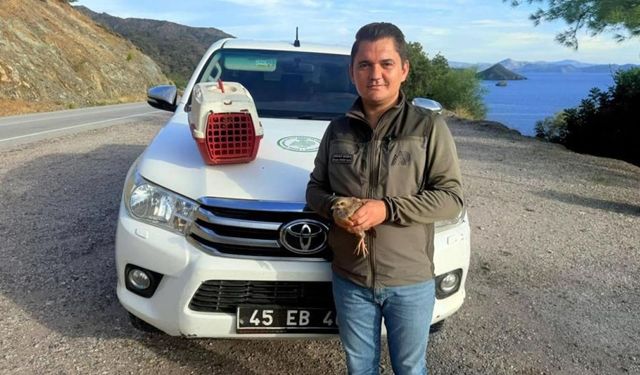 Datça’da Kınalı Keklik Satarken Yakalandı: 28 Bin TL Ceza!