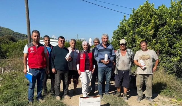 Ortaca’da narenciye bahçelerinde zararlılara karşı mücadele sürüyor