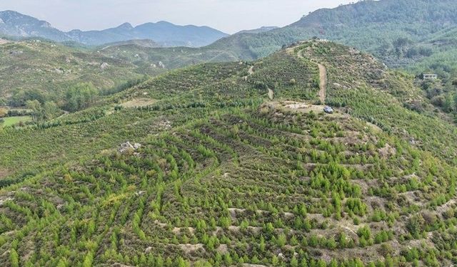  Dalaman’da 6 yıl önce dikilen fidanlar ormana dönüştü