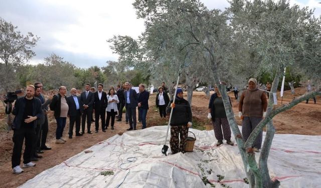 Milas'ta 3 asırlık zeytin ağacı yeni yerine törenle taşındı