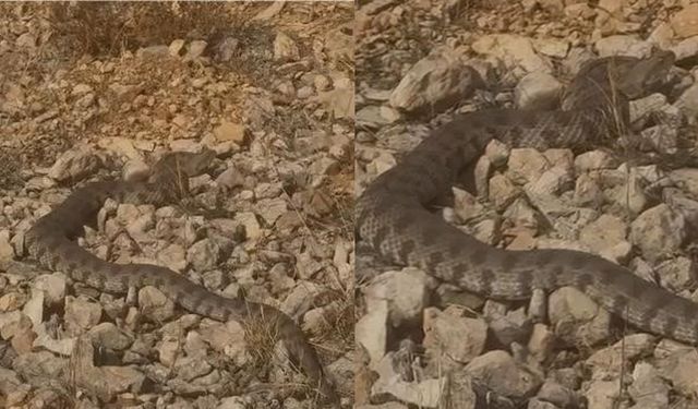 Tek ısırığı bir insanı öldürmeye yeten dev engerek yılanı görüntülendi