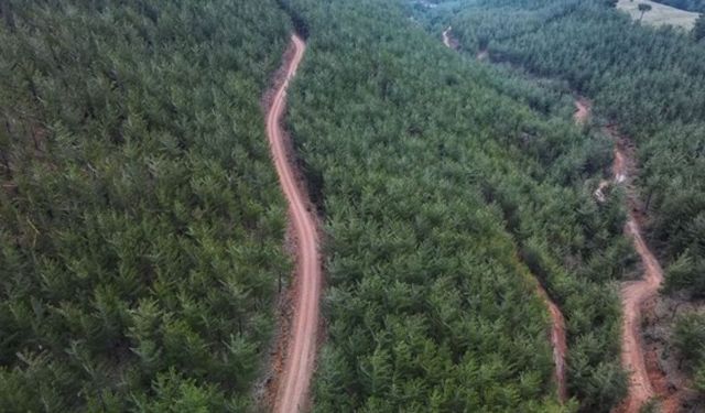Fethiye’de çıntar toplamaya giden adam kayboldu