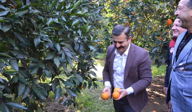 Köyceğiz Portakalı Hasadı Devam Ediyor