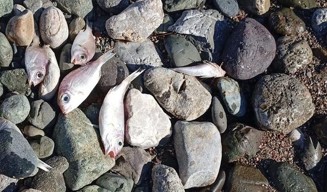  Datça'da çok sayıda ölü balık kıyıya vurdu