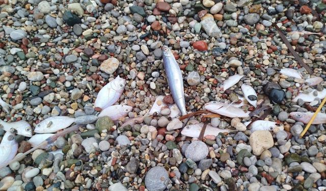 Datça’da sahilde görülen balık ölümlerinde tehlikeli bir bulguya rastlanmadı