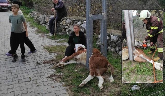 Milas’ta Aydınlatma Direğine Sıkışan Buzağı Kurtarıldı