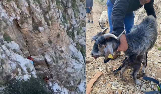 Fethiye’de kayalıklarda mahsur kalan keçi kurtarıldı