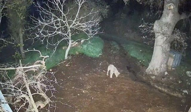 Menteşe'de kurdun saldırdığı 3 koyun telef oldu