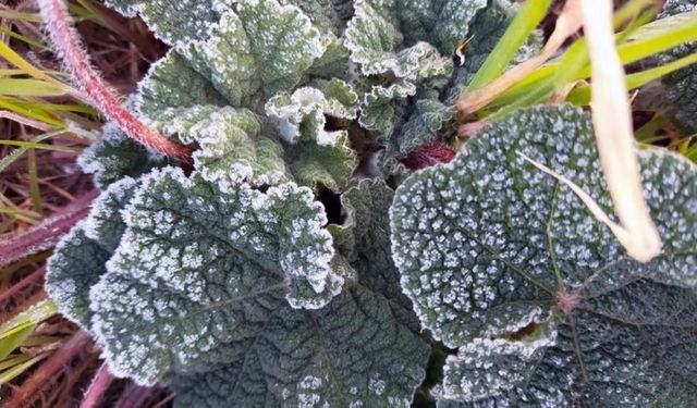 Muğla’nın sahil kesimlerine zirai don uyarısı