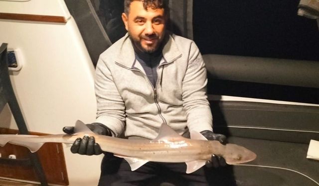 Bodrum açıklarında oltaya köpek balığı takıldı