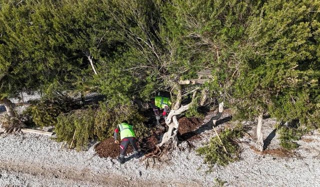 Akbük’te devrilen ağaç yerine dikildi