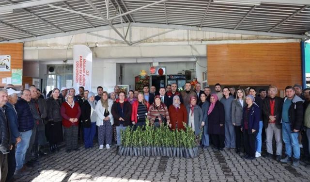 Ula'da üreticilere 38 bin defne fidanı dağıtıldı