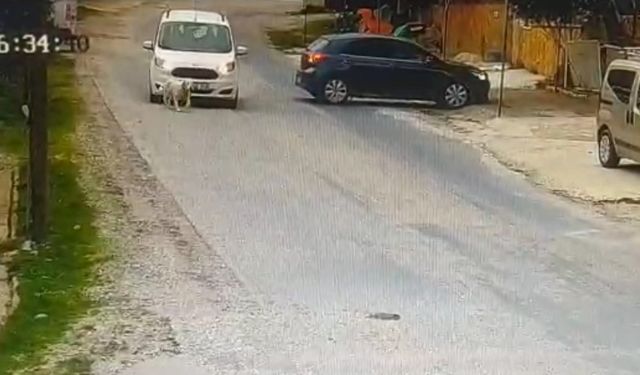 Datça Kargı’da Köpek Ölümü Tepki Çekti: “Kameralar Varken Neden İşlem Yok?”