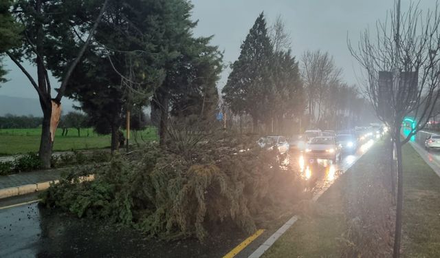 Menteşe’de şiddetli fırtınada ağaç devrildi