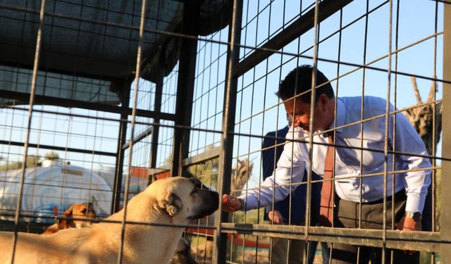 Büyükşehir’den 4 bin 34 Can Dosta Yeni Yuva