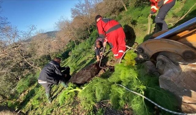 Bodrum’da Kuyuya Düşen Buzağı İtfaiye Tarafından Kurtarıldı