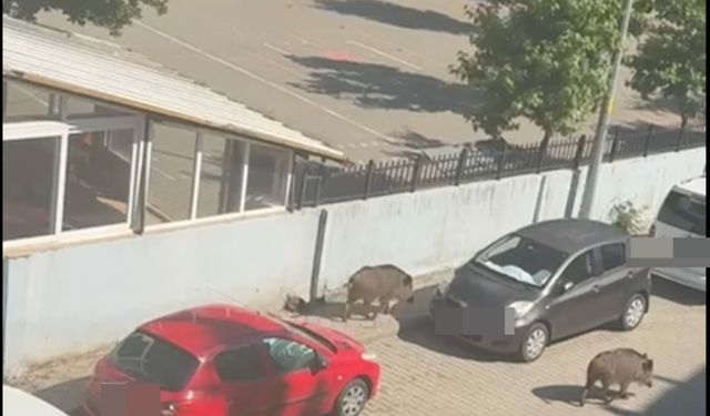 Marmaris Belediyesi'ne domuz davası