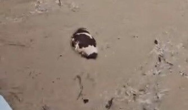 Yatağan’da inek sel sularına kapıldı