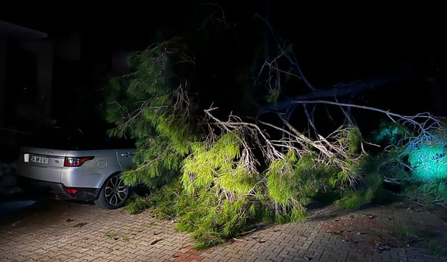 Marmaris'te fırtına ağaç devirdi: 1 kişi yaralandı