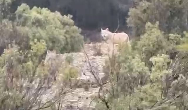 Menteşe’de kurtlar cep telefonu kamerasına yansıdı