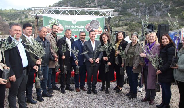 Menteşe’de Üreticilere 50 Bin Fidan Dağıtıldı