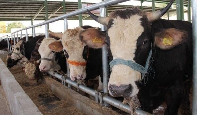 Menteşe'de 11 mahalle karantinaya alındı