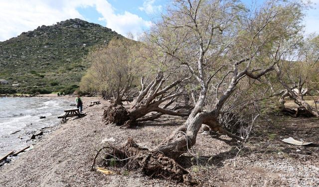 Bodrum’da Fırtınada Devrilen Ağaçlar Yeniden Toprakla Buluşuyor