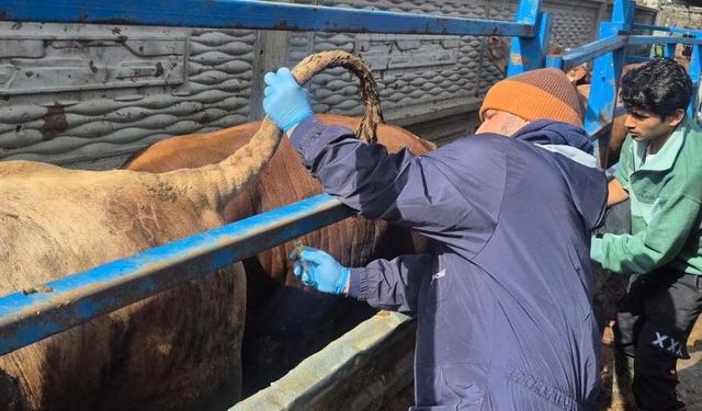 Menteşe’de ithal besilik hayvanların sağlık kontrolleri yapıldı