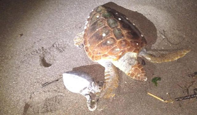 Fırtınanın  Esir Aldığı Marmaris'te 2 Caretta Sahile Vurdu