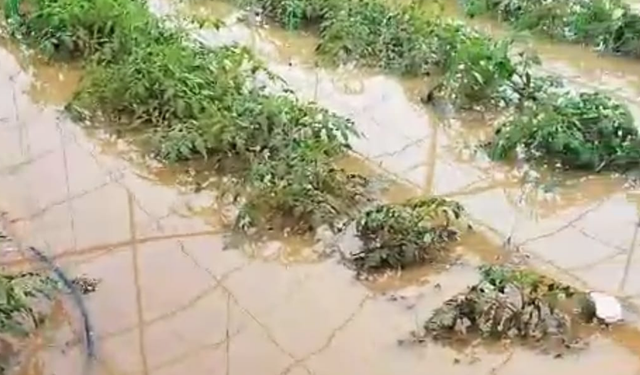 Sağanak Köyceğiz’i Vurdu, Tarım Alanları Sular Altında