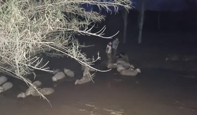 Muğla Büyükşehir İtfaiyesi’nden Milas’ta Koyun Kurtarma Operasyonu