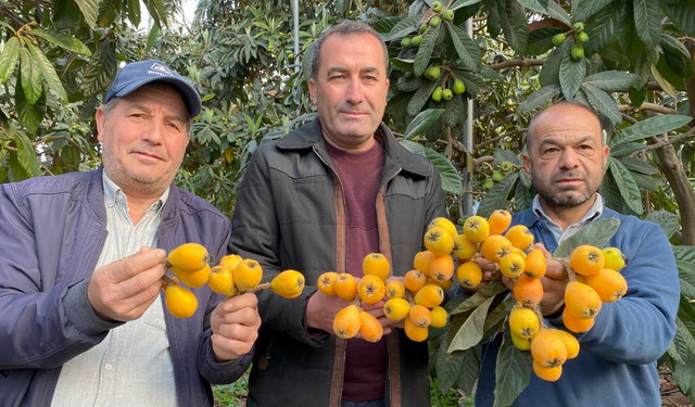 Sarı altın erken geldi: Yenidünya mart ayını beklemedi