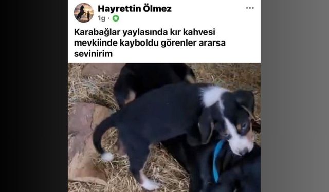 Menteşe’de köpek hırsızlığı kamerada