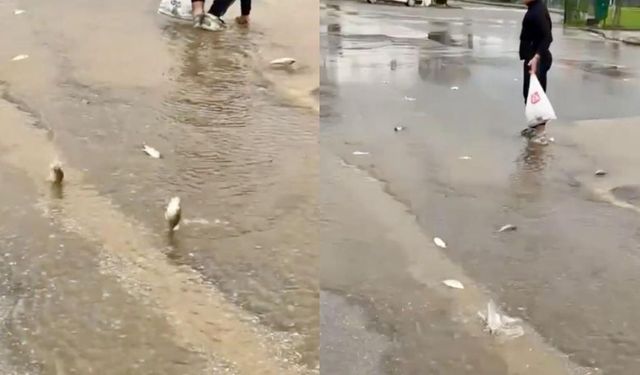 Bodrum'da Göletin Suları Taştı, Balıklar Yola Savruldu
