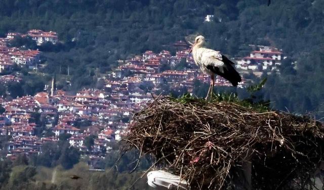 Bahar Gelmeden Leylekler Akçapınar’a Döndü