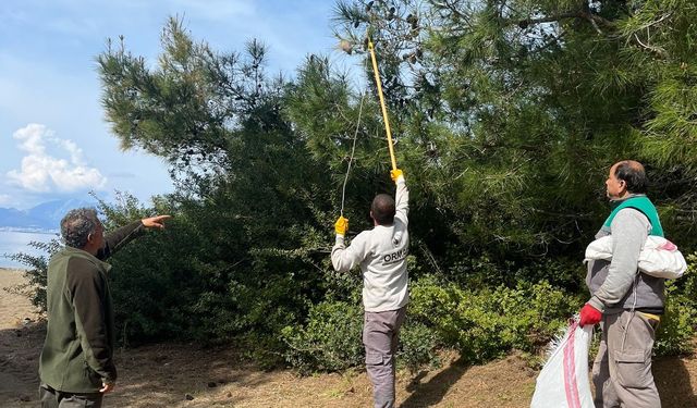 Marmaris Ormanlarında Çam Kese Böceğine Karşı Doğal Mücadele