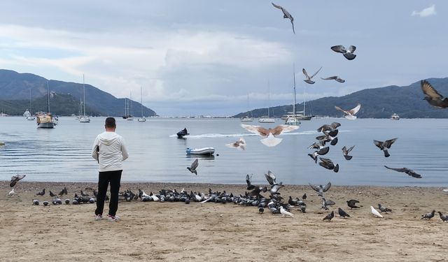 Marmaris’te güvercinler kışın boşalan sahili mesken tuttu